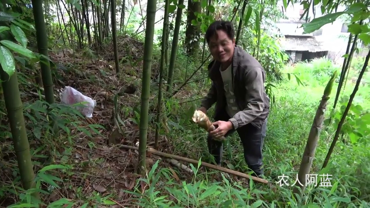 竹林里的竹笋疯狂生长，小伙一挖就是几十斤，大丰收了 竹林里的竹笋疯狂生长，小伙一挖就是几十斤
