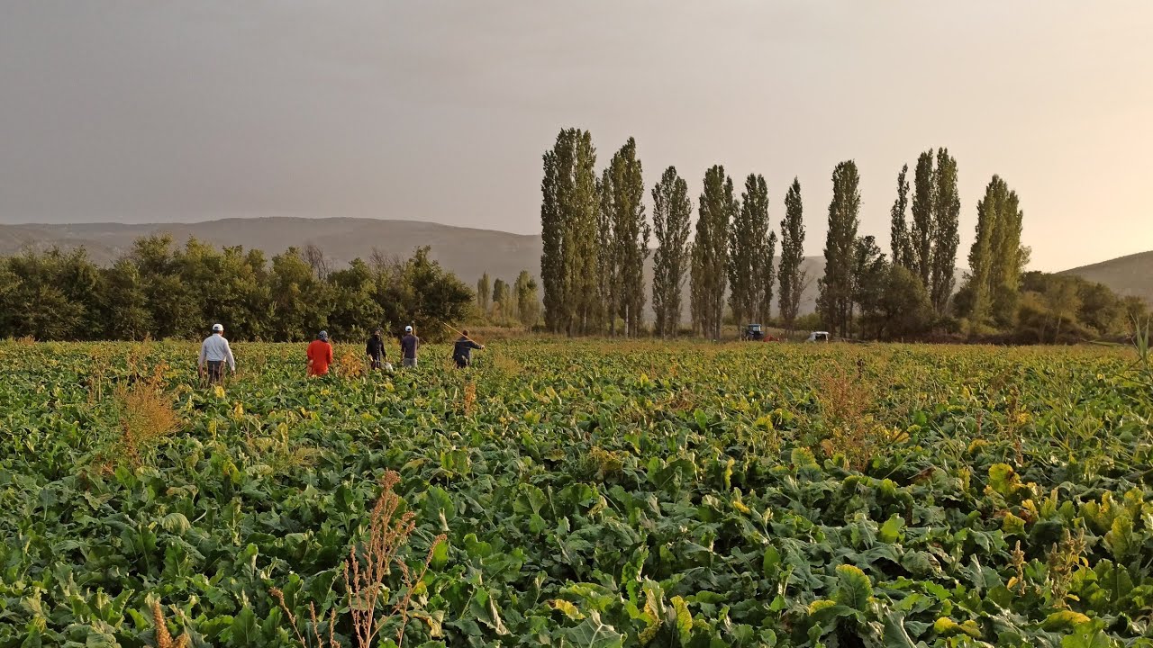 pancar sökümü Kepçe(harvesting beet)(Rübenernte)(حصاد البنجر)(beet oes)(берба репе)(çuğundur yığımı)