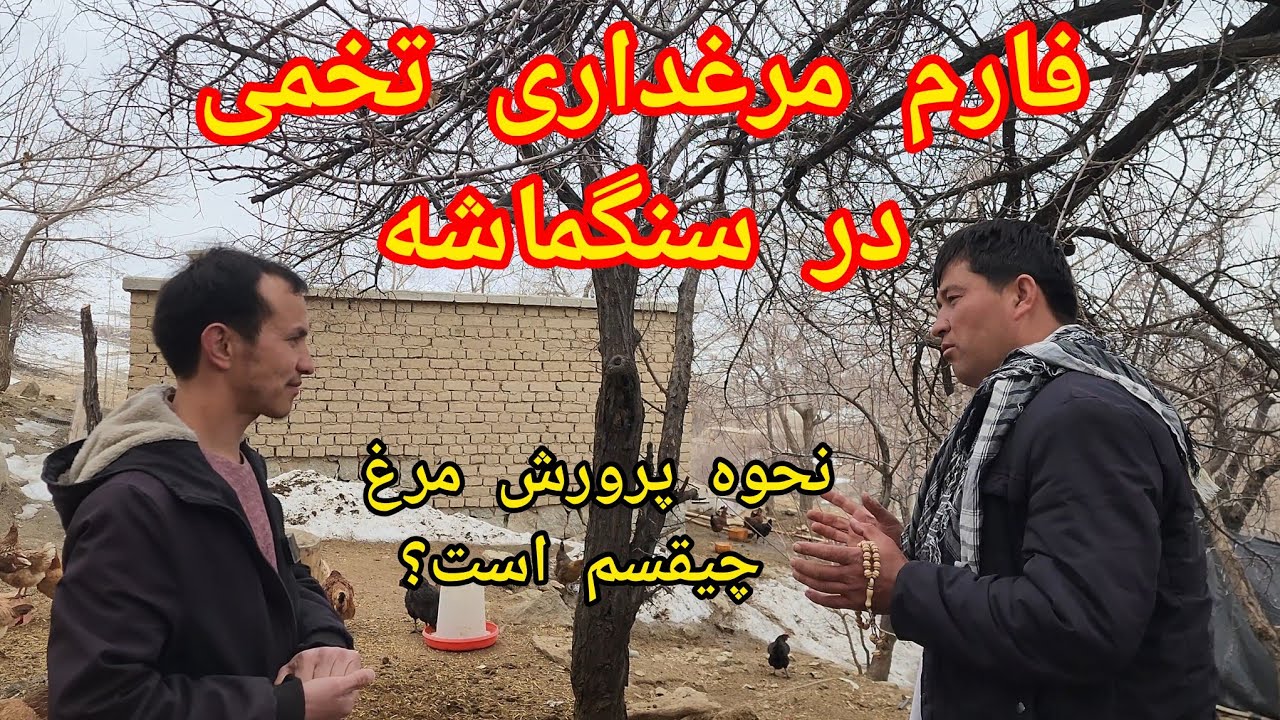 فارم مرغداری تخمی در سنگماشه جاغوری، تغذیه و نحوه نگهداری مرغ چطوری است؟