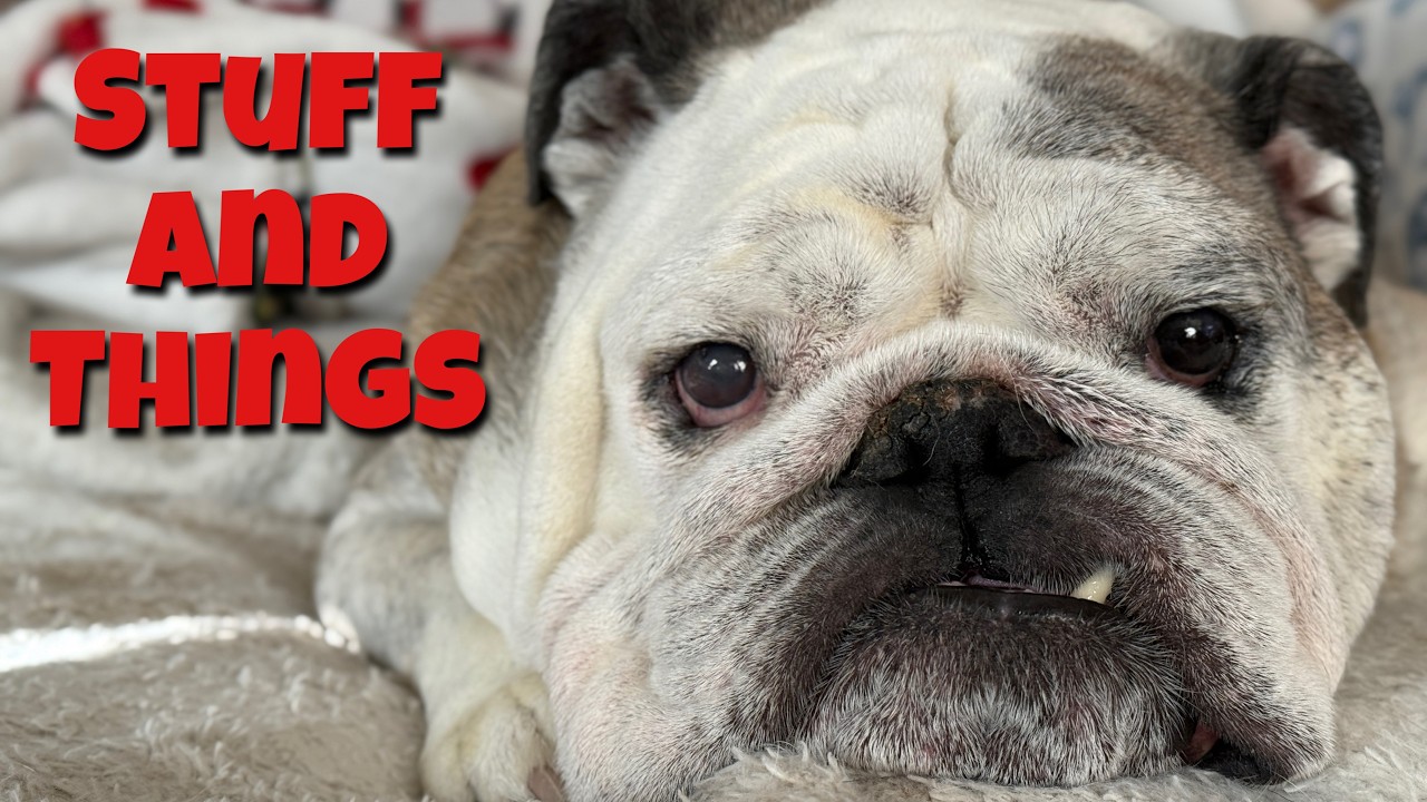 Reuben the Bulldog: Stuff and Things