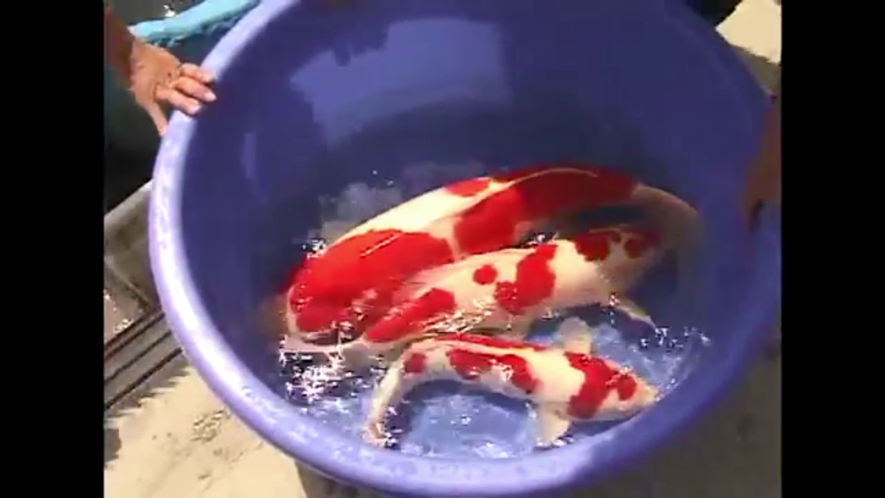 [Doku] Die Ogata Koi Farm - Die Welt der japanischen Koi  [Vintage]