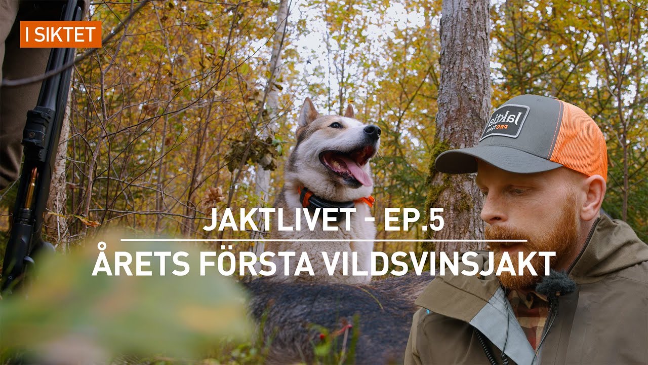 Jaktlivet ⎮ Ep.5 ⎮ Årets första vildsvinsjakt
