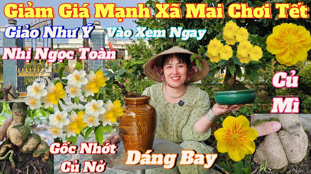 20/1☎️Mai Vàng Giá Rẻ☎️0338915077 Cẩm Thật☎️Giảm Giá Mạnh Xã Hàng Các Loại Mai Giống Chơi Tết Giá Rẻ