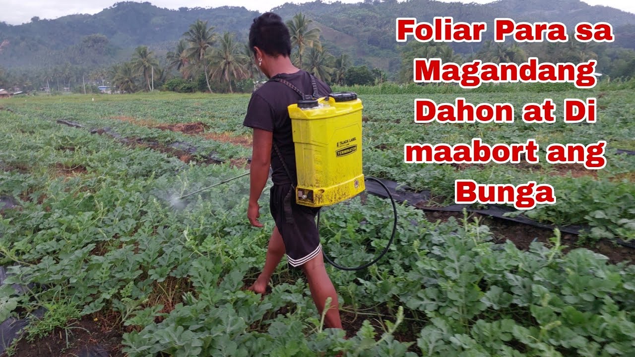 Pest and Disease Control in Watermelon, And Foliar para sa Magandang Dahon