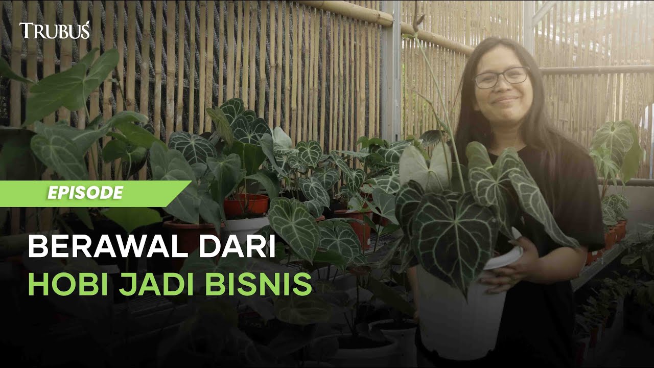 Kisah Inspiratif: Ibu Rumah Tangga yang Sukses Jadi Pengusaha Tanaman Hias Anthurium