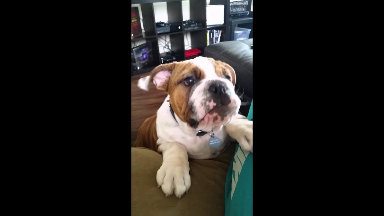 Bulldog Puppy Demands Attention