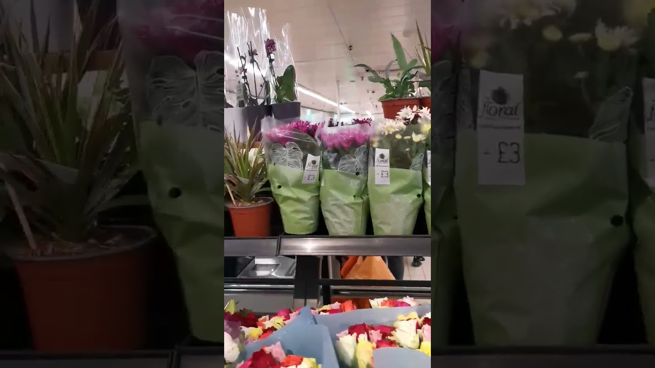 Лондон. Орхидеи. Мини. Цветы. London.  Orchids.  Mini.  Flowers.