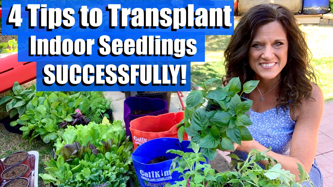 4 Tips for Success when Transplanting/ Potting Up your Indoor Seedlings/ First Time Gardener #10