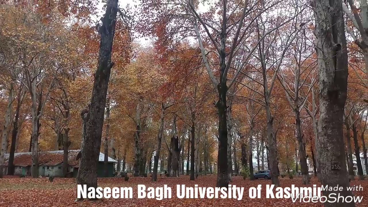 Golden scenery of Naseem Bagh University of Kashmir