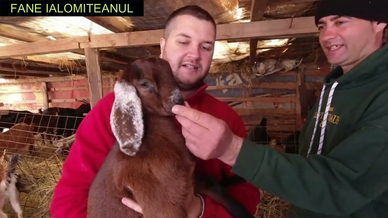 ZECI DE IEZI SI CAPRE,OI TIGAI SI ROMANOV LA STANA LUI GEORGICA!  VIZITA COMPLETA