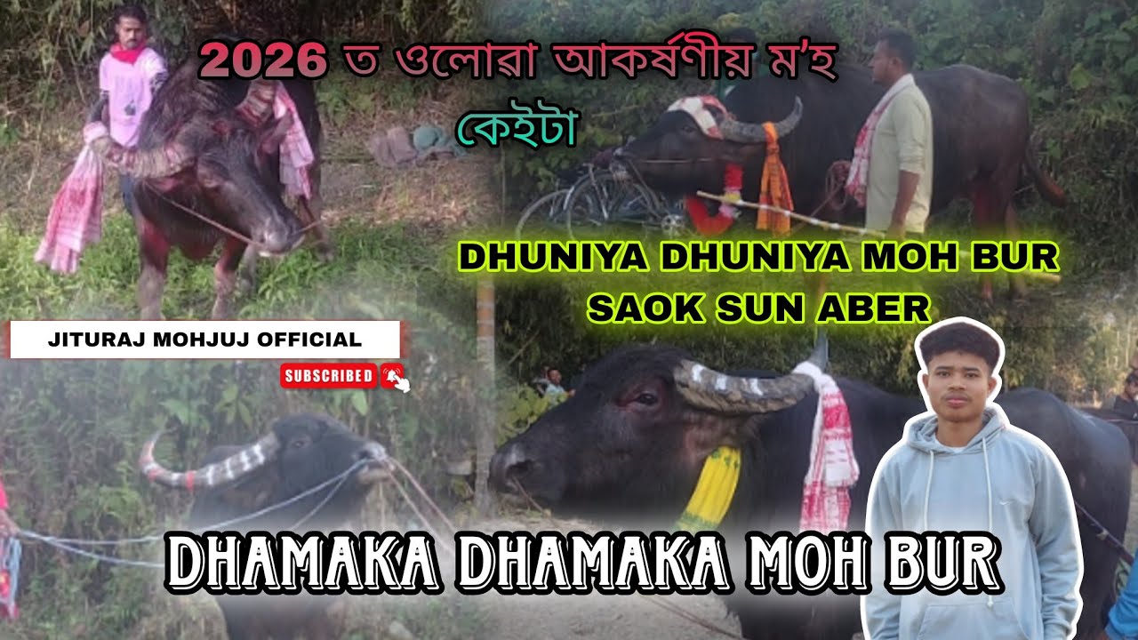 2026 ৰ আকৰ্ষণীয় মʼহ কেইটা// DHUNIYA DHUNIYA MOH BUR SAOK SUN ABER//#mohjuj #jiturajmohjujofficial