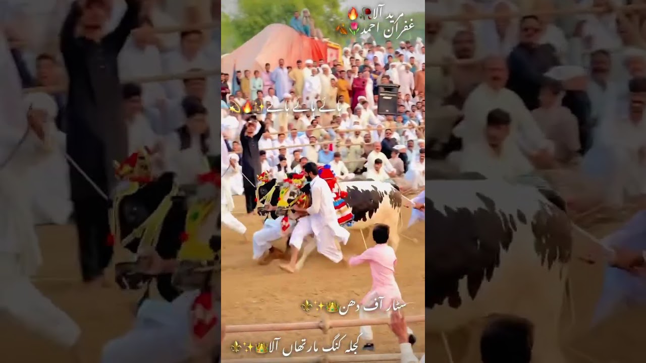 Shok Saqafat Chakwal jalsa chakwal bail race Saqafat 