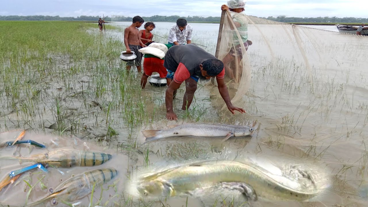 Wow!! Best Village Fishing in Rainy Day।। Catching Big Patan Fishing & Prawns Fish by Flooding Water