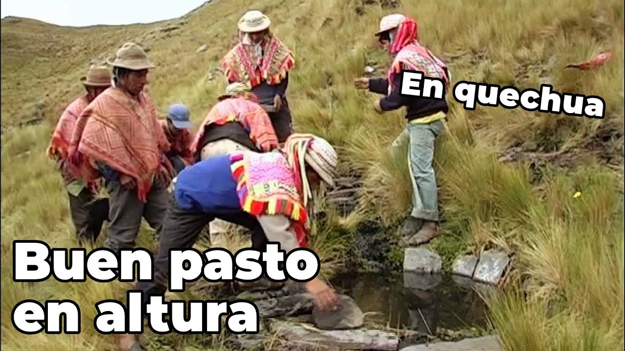 Pasto  en los Andes de Perú a mas de 4000 m de alt.