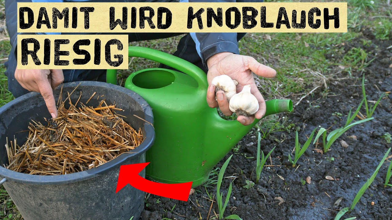 Knoblauch im Frühjahr düngen damit du später richtig große Knollen ernten kannst - Düngen im März
