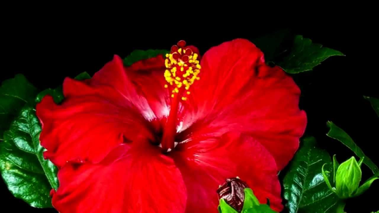 Flowers opening timelapse