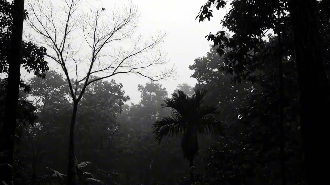 Dark Forest Thunderstorm Sounds with Rain and Lightning for Deep Sleep