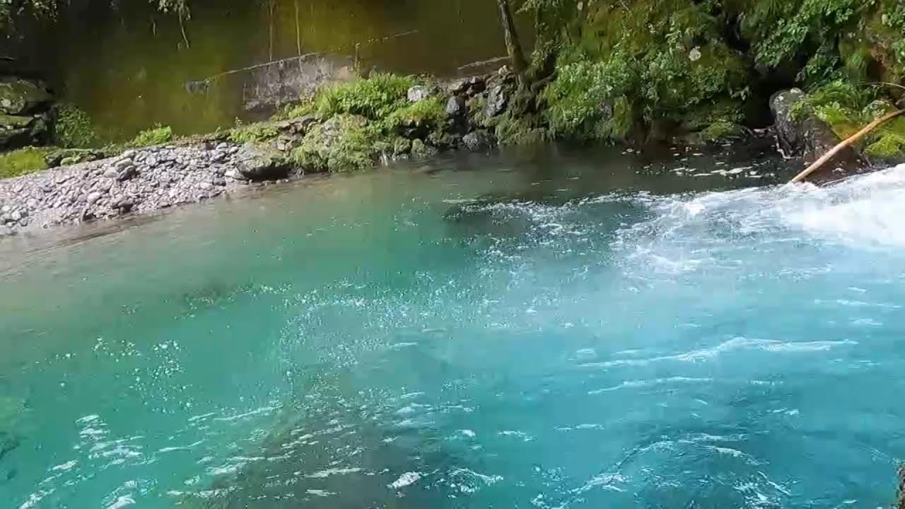 高知物部川渓流釣り（アメゴの魚影が濃く、最短3時間で釣り終了）