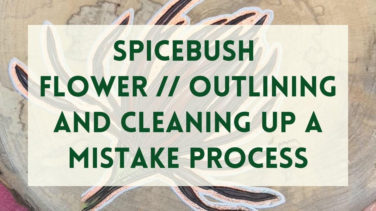 Spicebush Outline and Fixing a Paint Mistake Process Video