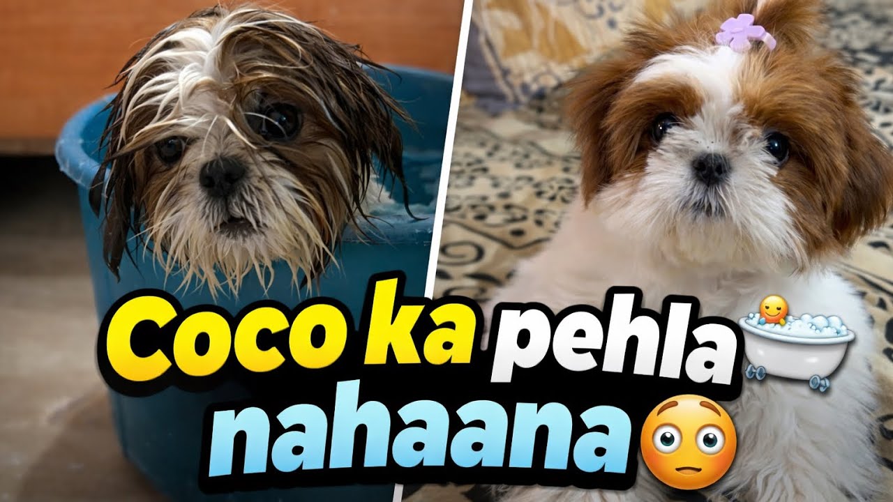 Coco ka pehla nahaana 😳🛁 | First Bath Reaction 🐶❤️