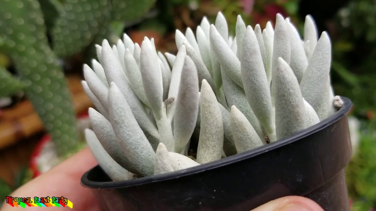 🌞🌵SUCCULENT HAUL!🌵🌞 LOADS OF ECHEVERIAS!