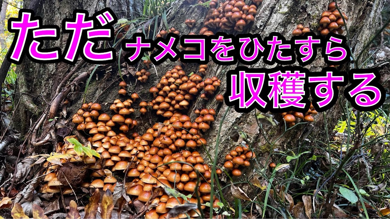 ナメコに当たったので収穫しました♪