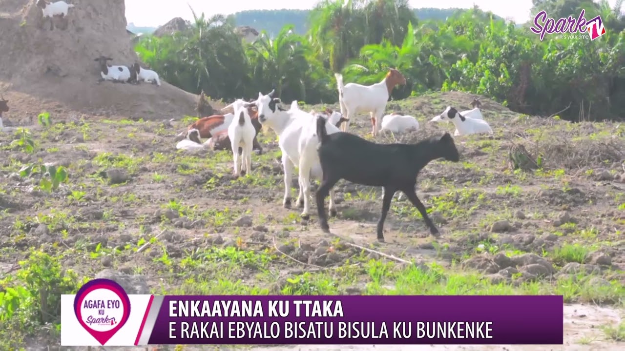 ENKAAYANA KU TTAKA: E Rakai ebyalo bisatu bisula ku bunkenke