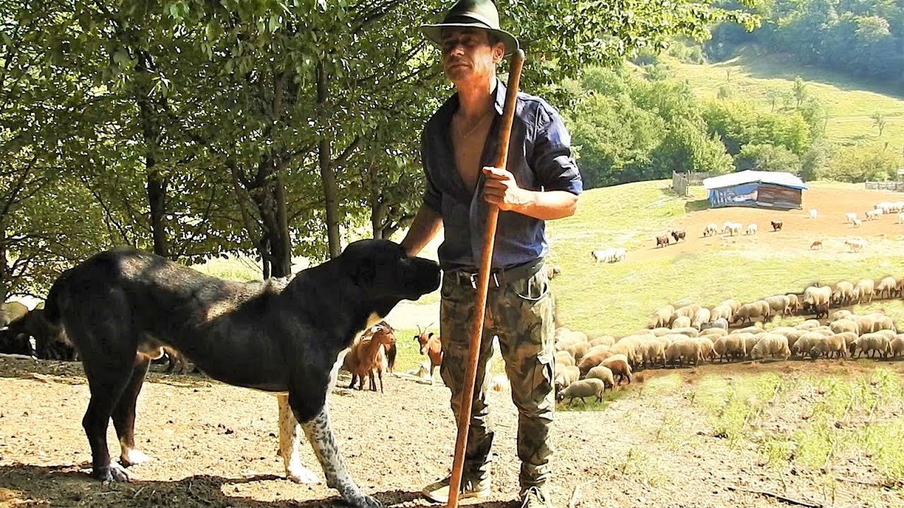 PE MUNTE CU 500 DE OI SI CAPRE, CU CIOBANESTI DE ASIA CENTRALA SI ROMANESTI LA STANA LUI CONSTANTIN.