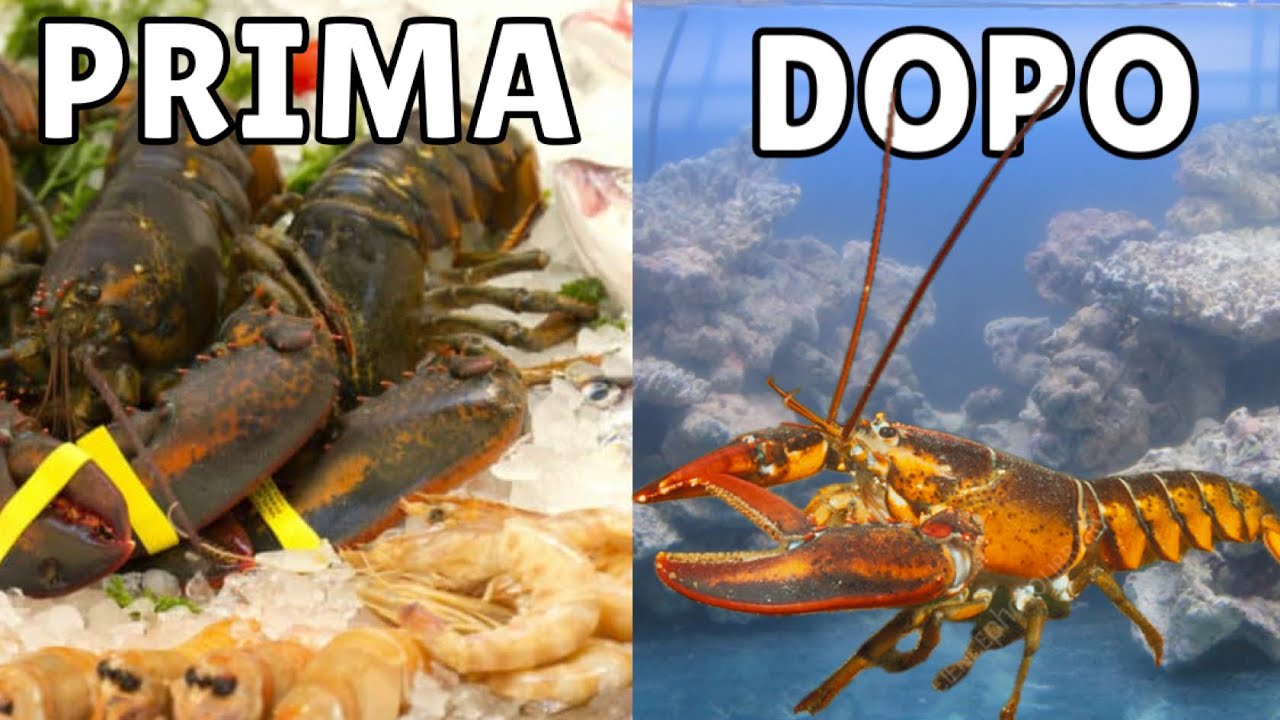 Ho SALVATO un ASTICE da un RISTORANTE