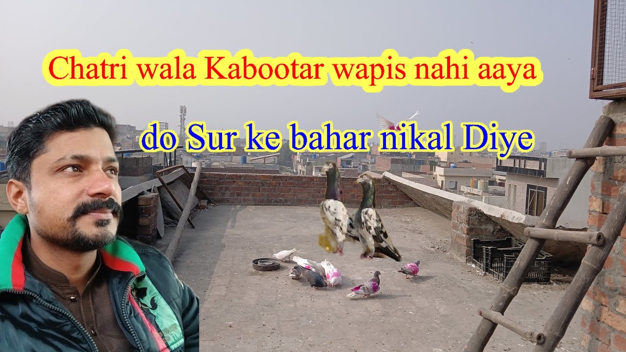 Chatri wala kabutar Wapas Nahin Aaya  ₹2 bahar nikal Diye 🕊️Ateeq AD vlogs🕊️