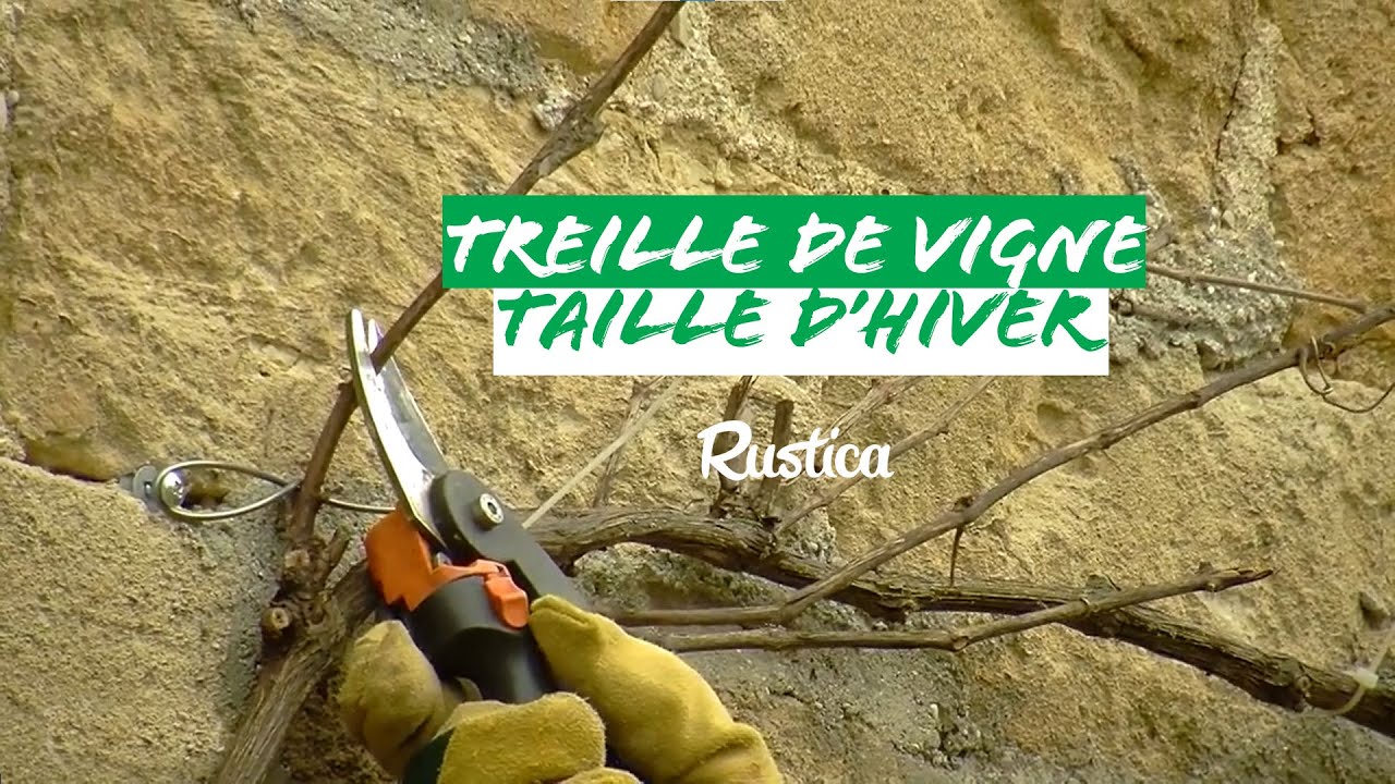 Tailler la treille de la vigne