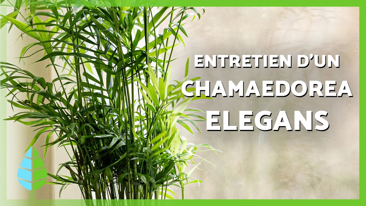 Entretien d'un CHAMAEDOREA ELEGANS 🌴 (Emplacement, arrosage et reproduction)