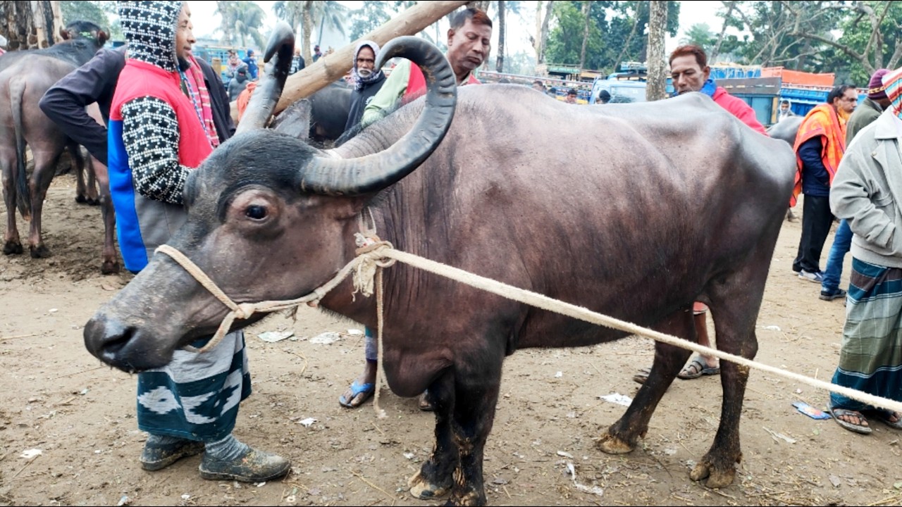 ৯/২/২৬/আজব ধরনের মহিষ উঠেছে পাঁচ বিবির হাটে, মহিষের দাম জানুন।