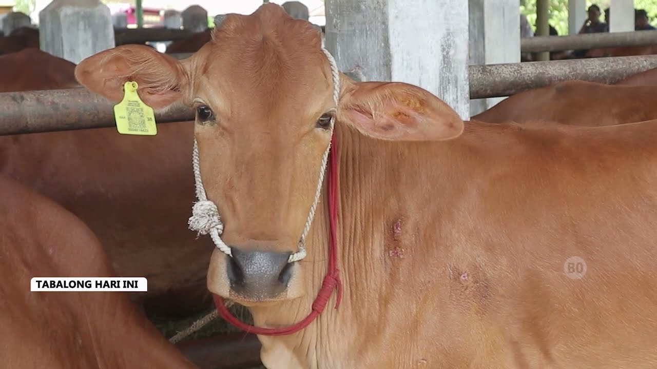 Ini Syarat Penting Kelompok Tani Agar Bisa Dapat Bantuan Ternak