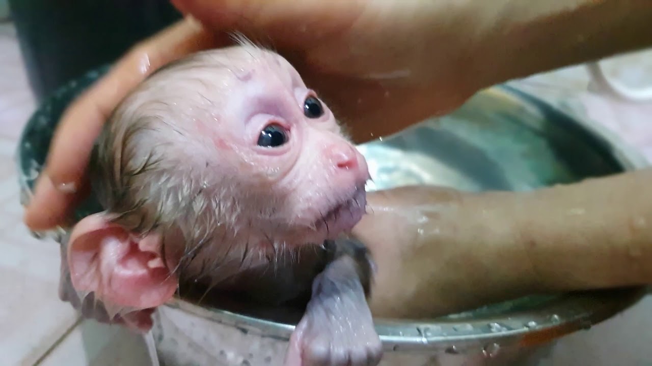 Super Cry Loudly ! Orphan Newborn Aba Cry Loud Too Afraid Water Mom Force Baby Take A Bath