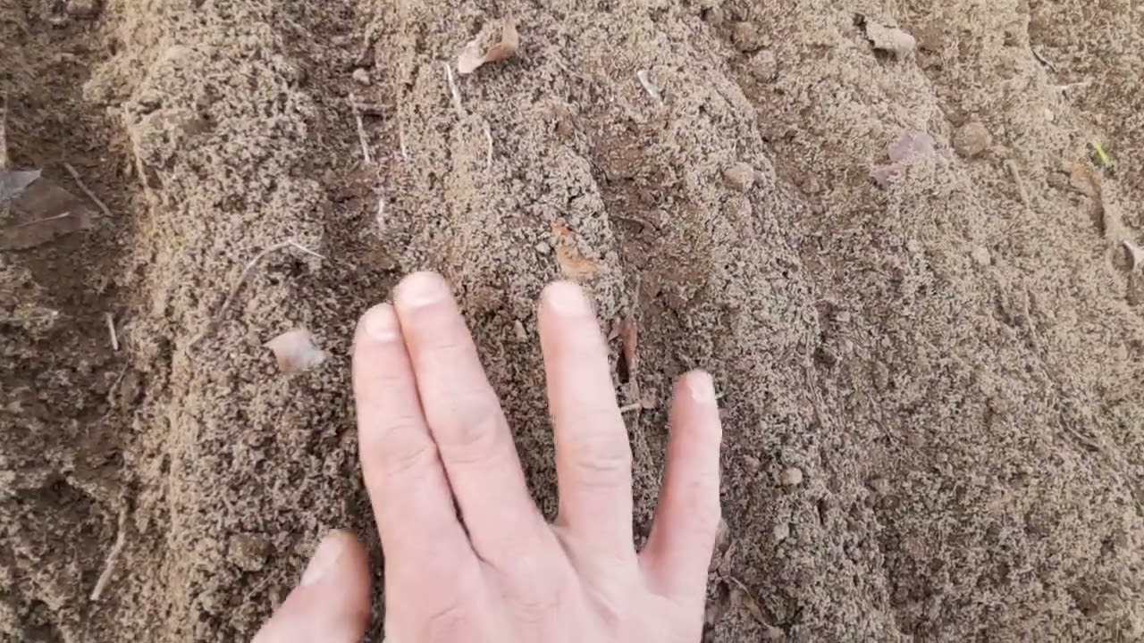 Siew FACELII dla pszczół 🐝🐝 Jest dobrze 😁👍
