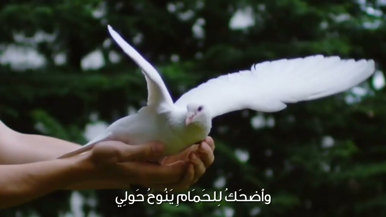 سهام العشق | شعر  عبدالمجيد ابراهيم الزامل