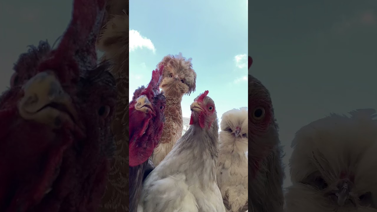 CHICKENS DANCING 🐔🕺