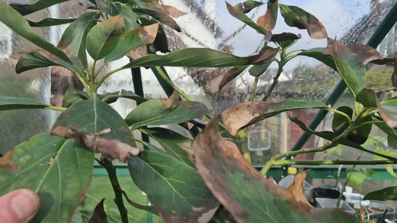 UK Avocado update (28th January 2026)