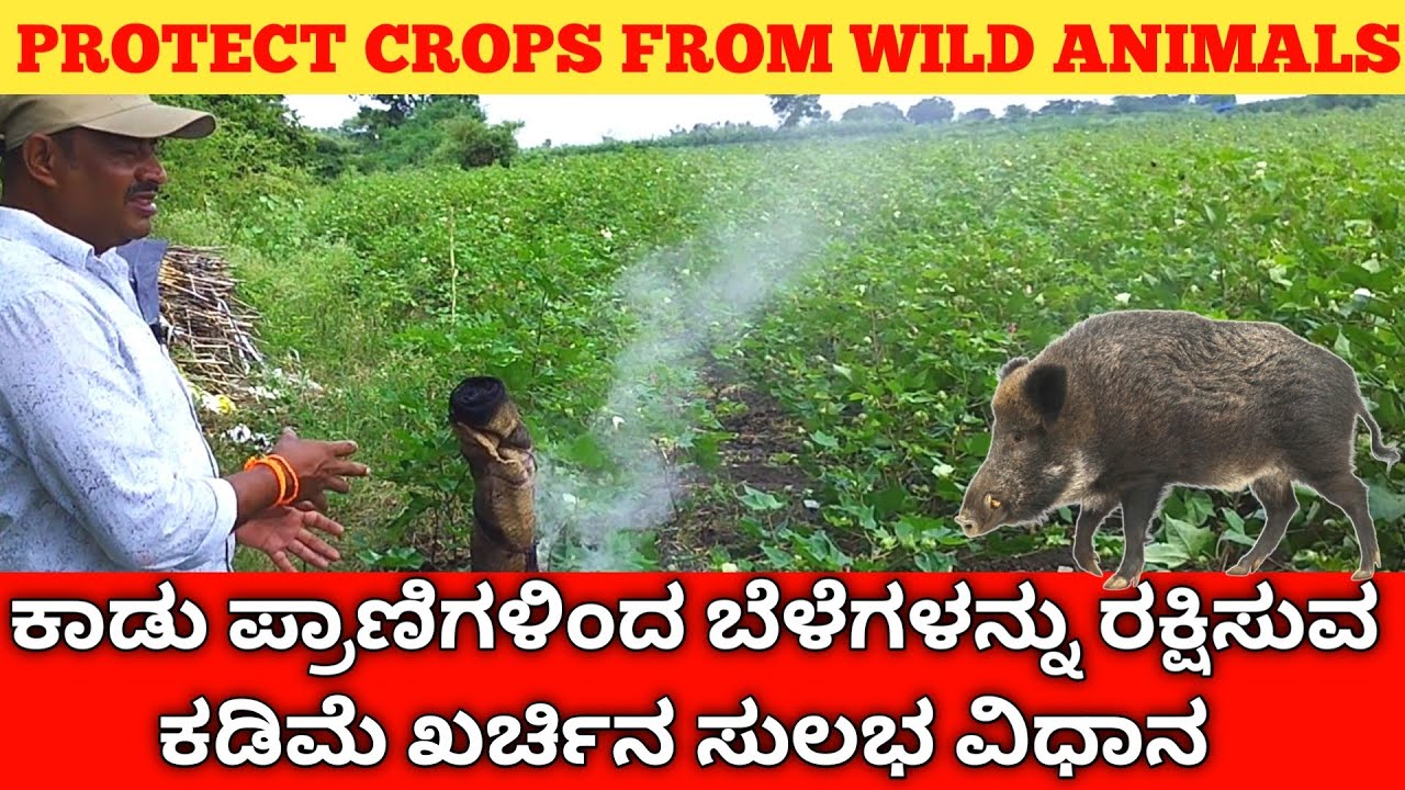 ಕಾಡು ಪ್ರಾಣಿಗಳಿಂದ ಬೆಳೆಗಳನ್ನು ರಕ್ಷಿಸುವ ವಿಧಾನ | ಕಾಡು ಹಂದಿ ಕಾಟ | Protect Crops From Wild Animals |