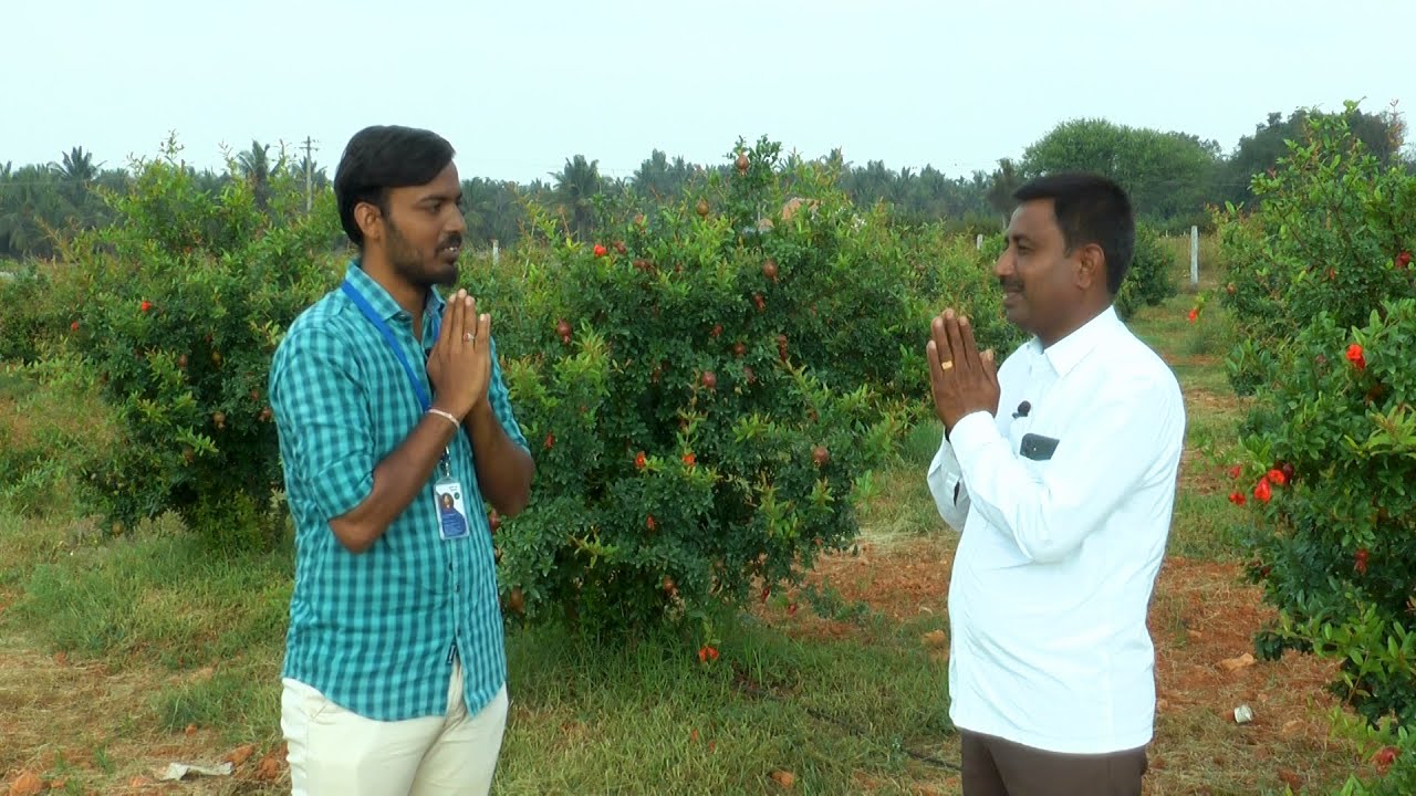 ಸೂಪರ್ ಭಗ್ವಾ ದಾಳಿಂಬೆ ಬೆಳೆ - ಶ್ರೀ ಶ್ರೀಧರ ಪಿ. | Super Baghava Variety of Pomegranate