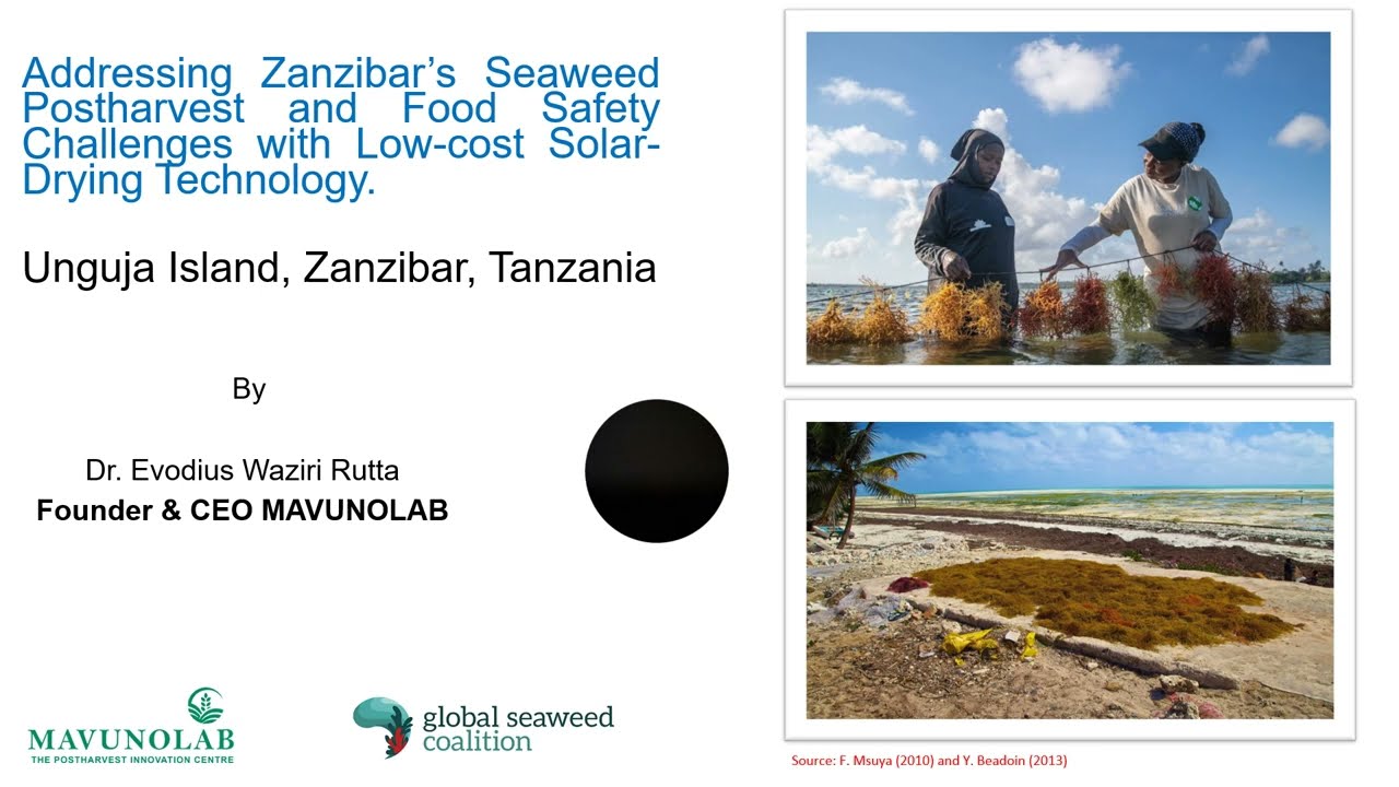 Zanzibar&rsquo;s Seaweed Postharvest and Food Safety Challenges (Mavunolab)