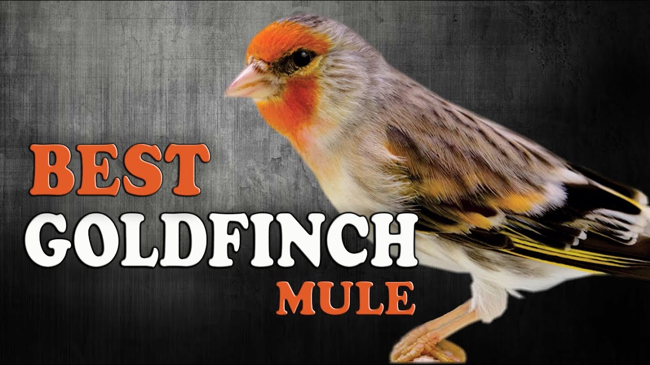 GOLDFINCH mule Training Song 1st