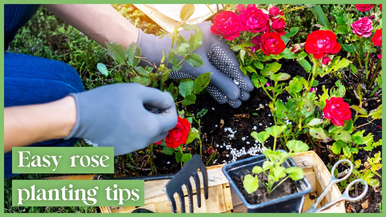 Improve Your Backyard FAST With These Gardening Tips | The Garden Gurus