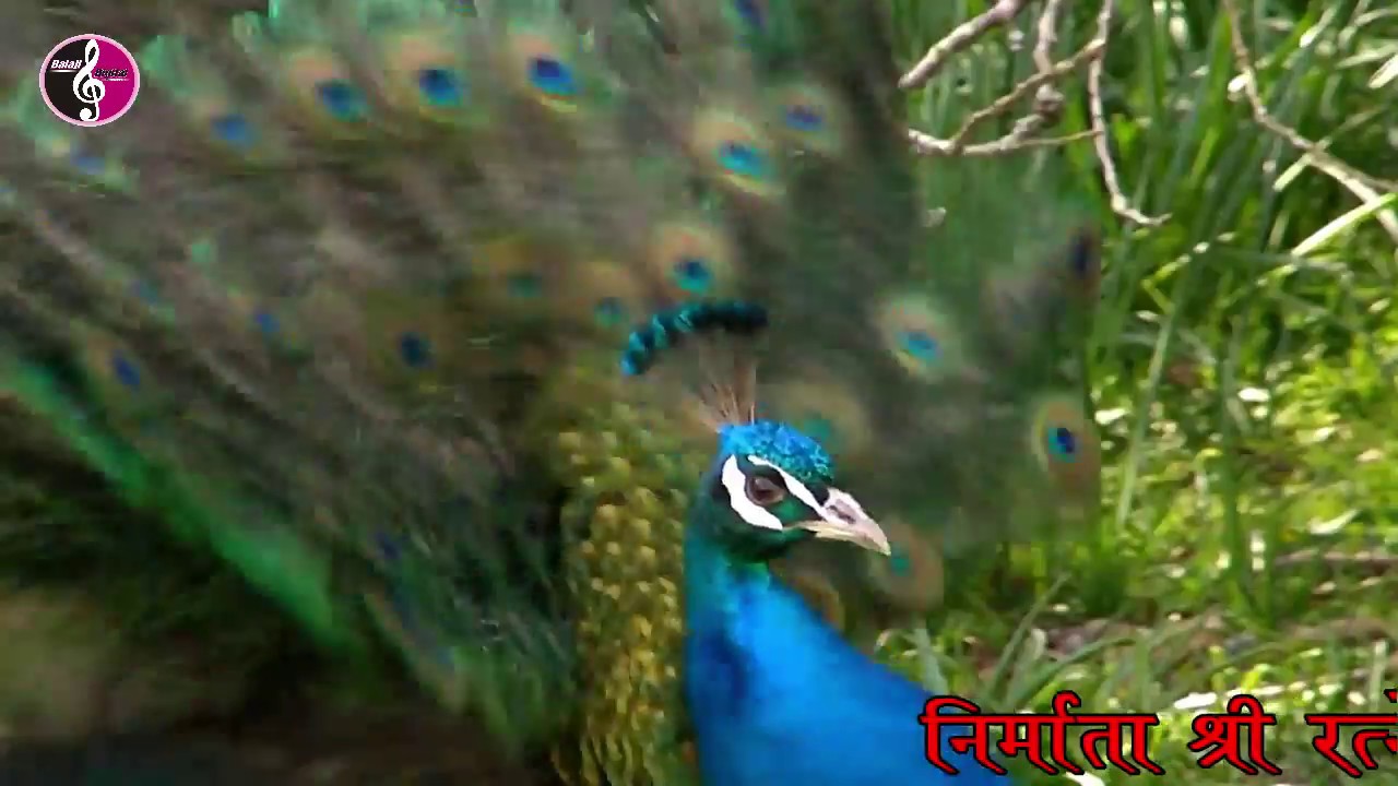 दादोसा रतनसिंहजी टोहोजी का ऐतिहासिक भजन  कंवरसिंह कनोडिया की आवाज में