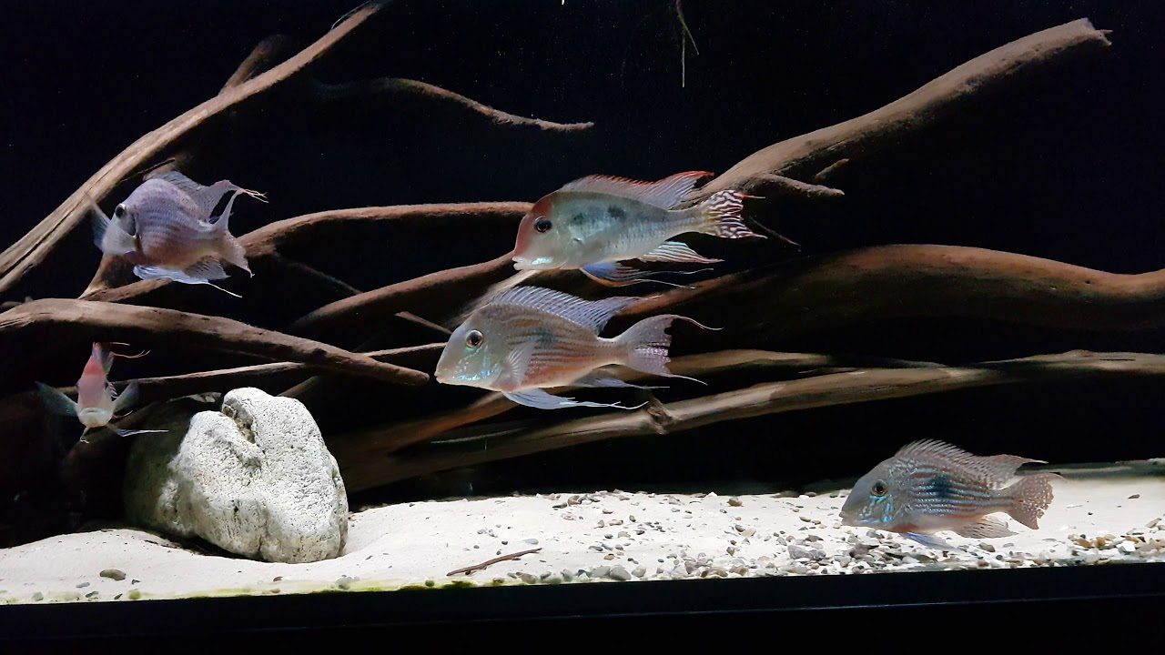 Geophagus tank 800l