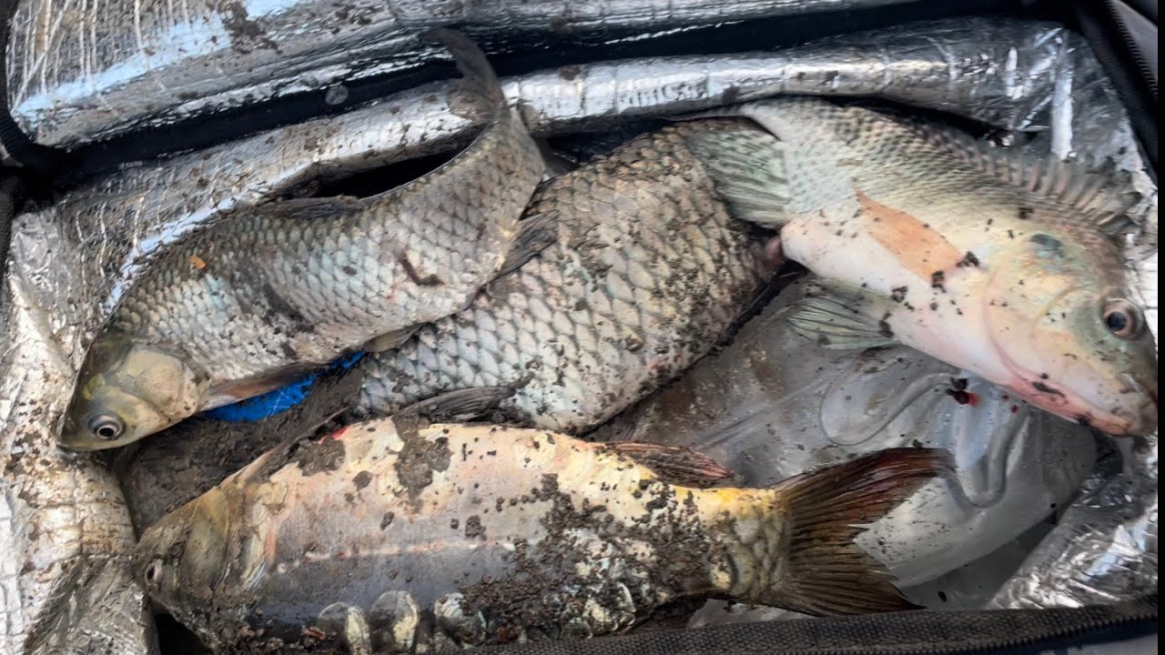 اليوم صيد المبروكه في دمرو 💪🎣  نص السمك ضاع بسبب التصوير  المكان فيه وحوش #fishing #صيد