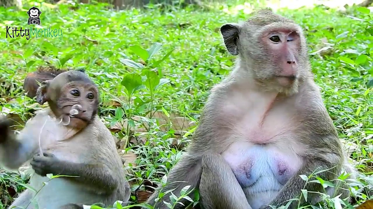 OMG Monkey Brutus Attack and bite female monkey Popeye ,Monkey Pop eye shout loudly