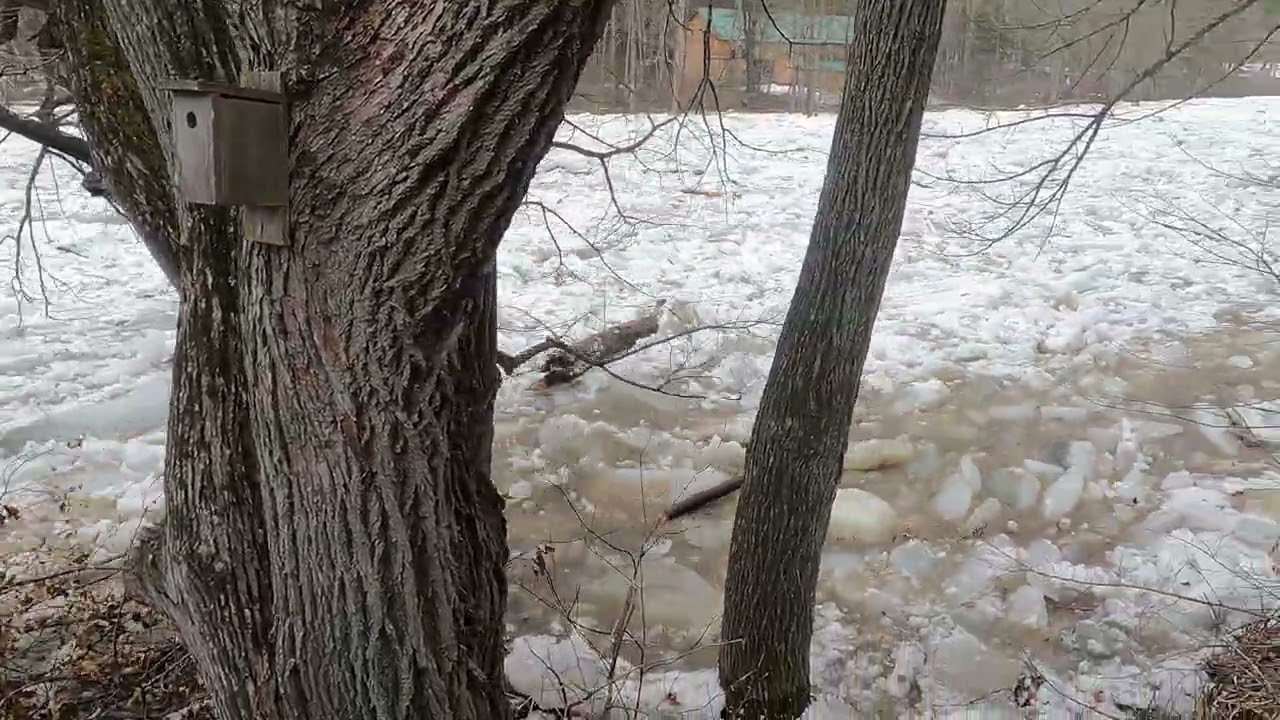 AuSable Ice Jam 3/8/2026 Raw Video.