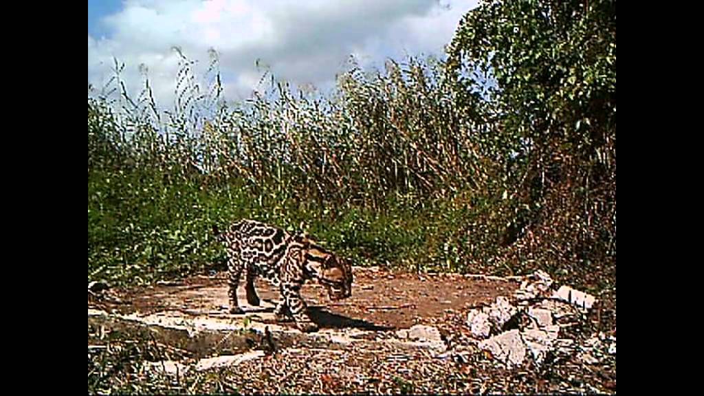 Harvard ocelot